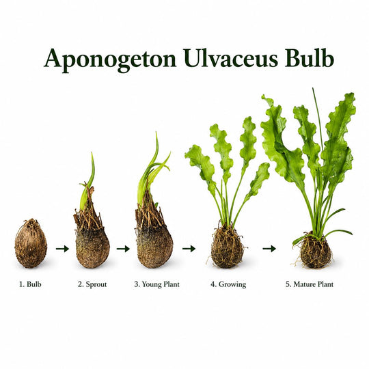 Aponogeton ulvaceus bulb growth stages from dormant bulb and sprout to a mature aquarium plant with long, wavy green leaves.