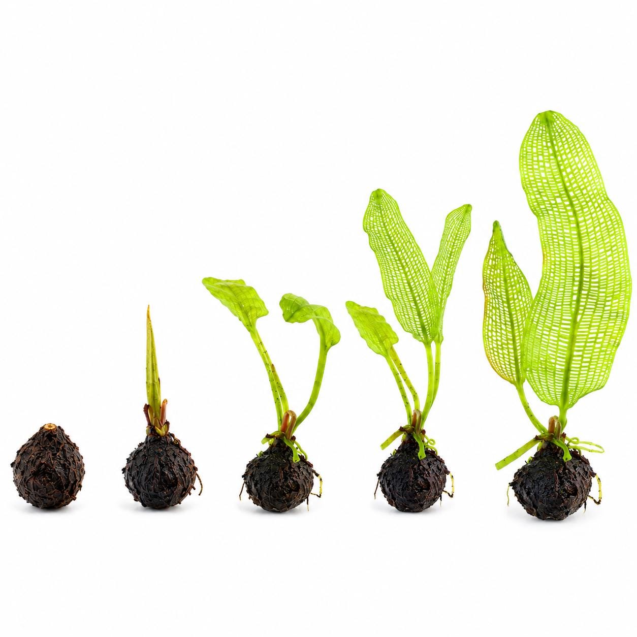 Madagascar Lace bulb growth progression showing five stages from dormant bulb to a mature aquarium plant with distinctive green lattice-like leaves.