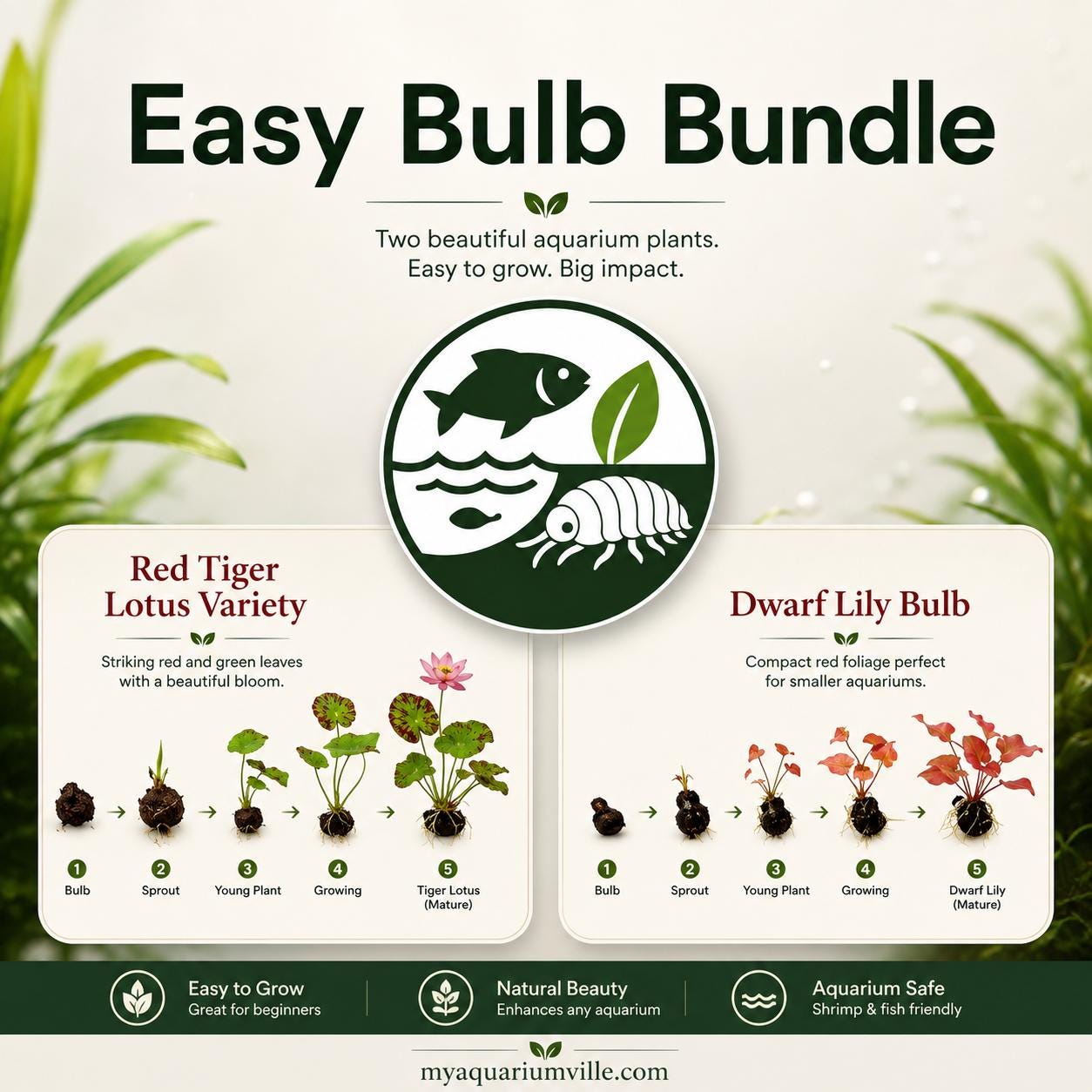 Red Tiger Lotus & Dwarf Lily Bulb Bundle – Live Aquarium Plants, Easy Aquatic Plant Bulbs