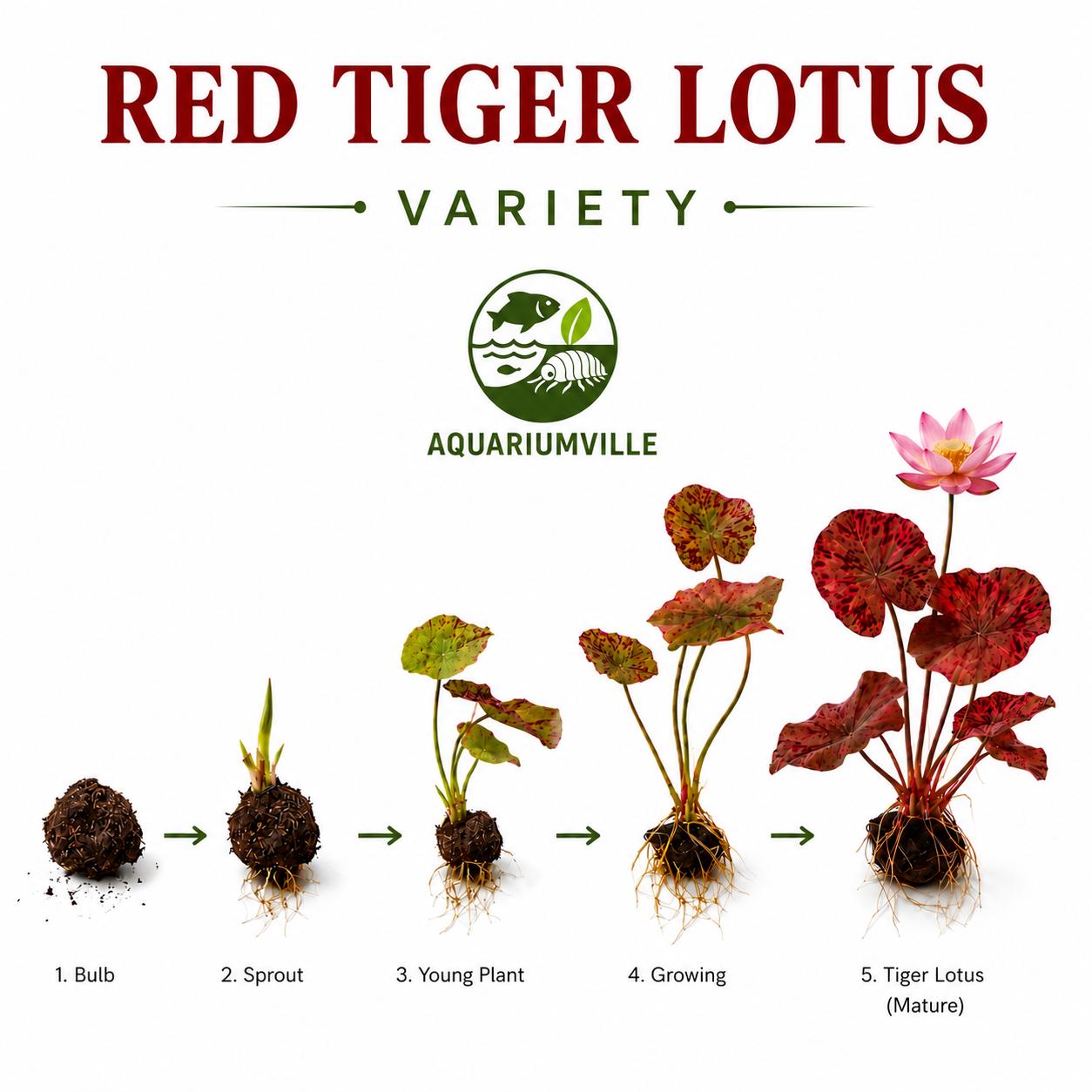 Red Tiger Lotus & Dwarf Lily Bulb Bundle – Live Aquarium Plants, Easy Aquatic Plant Bulbs