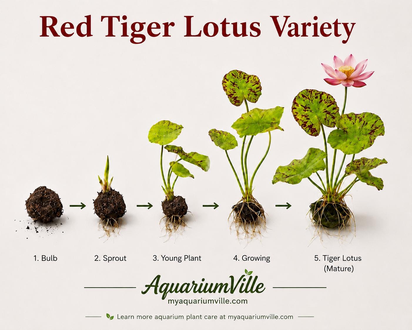 Red Tiger Lotus & Dwarf Lily Bulb Bundle – Live Aquarium Plants, Easy Aquatic Plant Bulbs