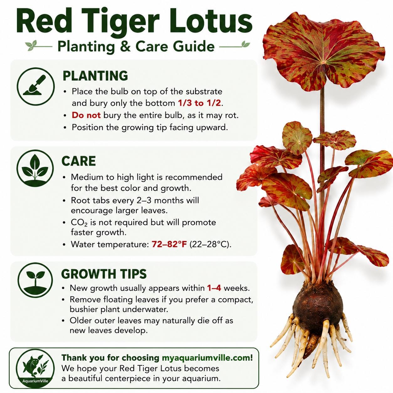 Red Tiger Lotus & Dwarf Lily Bulb Bundle – Live Aquarium Plants, Easy Aquatic Plant Bulbs