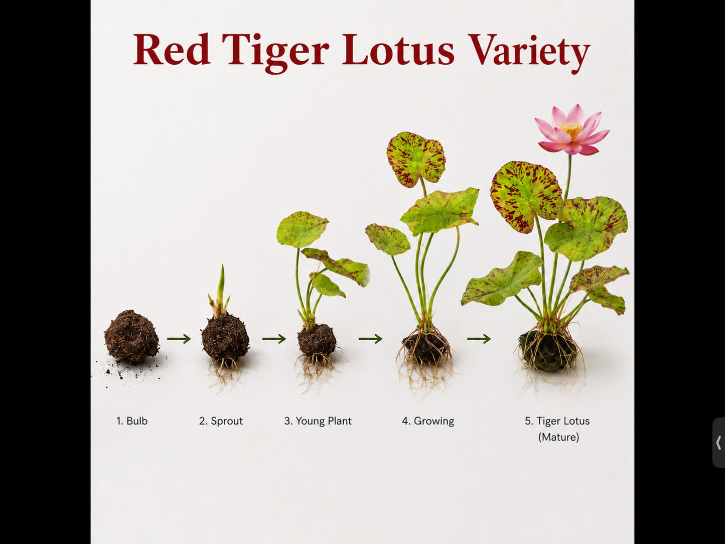 Red Tiger Lotus & Dwarf Lily Bulb Bundle – Live Aquarium Plants, Easy Aquatic Plant Bulbs