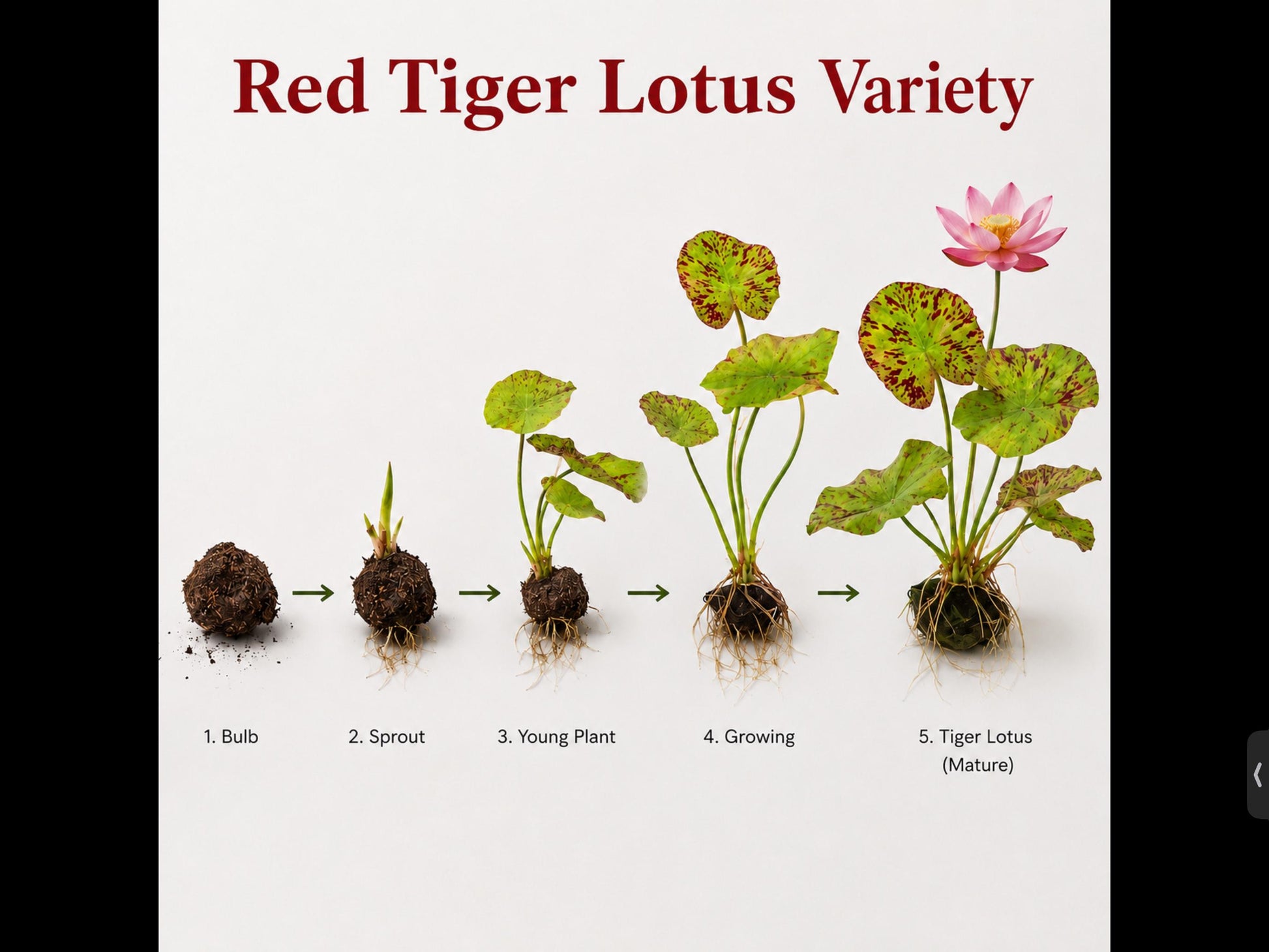 Red Tiger Lotus & Dwarf Lily Bulb Bundle – Live Aquarium Plants, Easy Aquatic Plant Bulbs