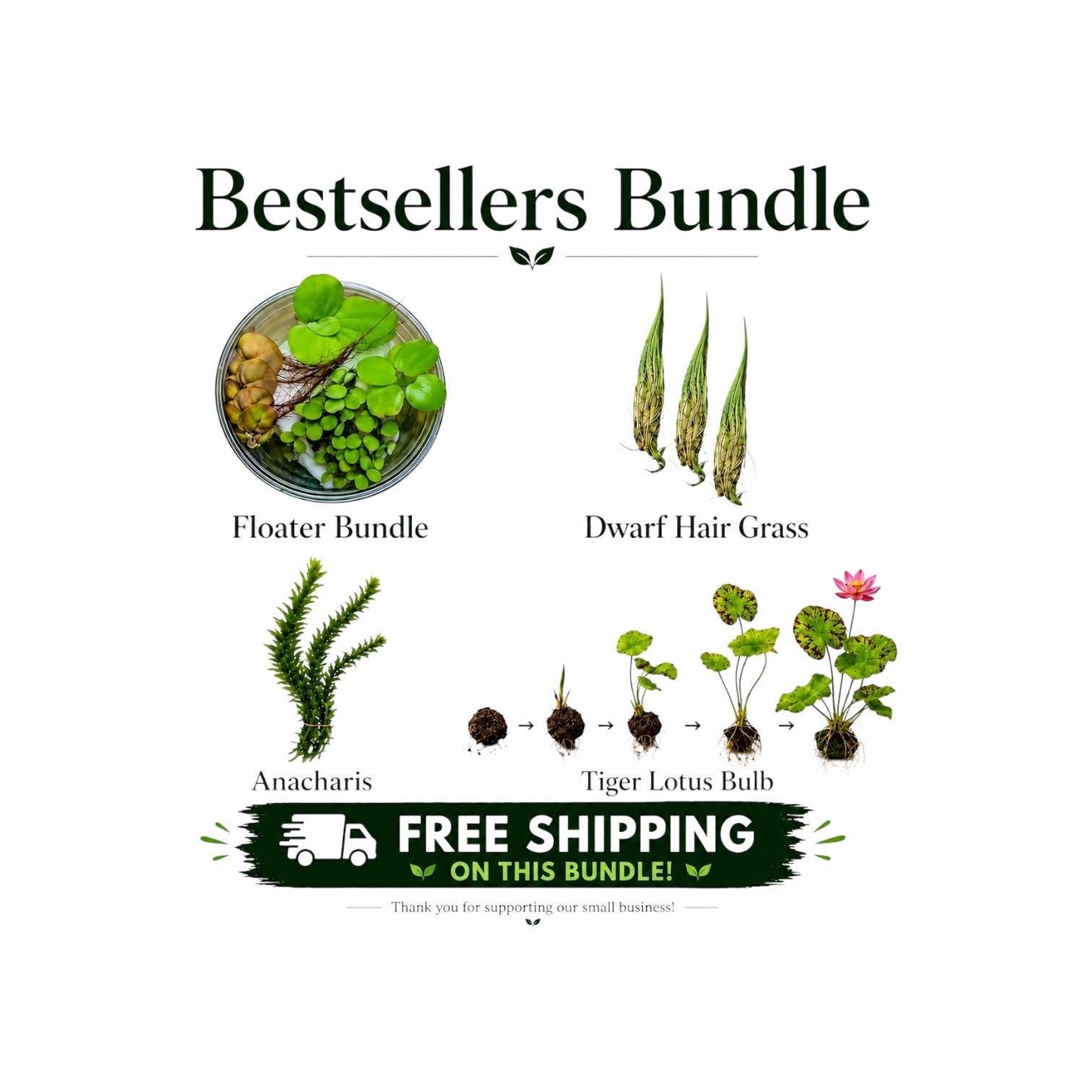 Live Aquarium Plant Bundle – Tiger Lotus Bulb, Dwarf Hairgrass, Anacharis & Floating Plants – Bestsellers Bundle