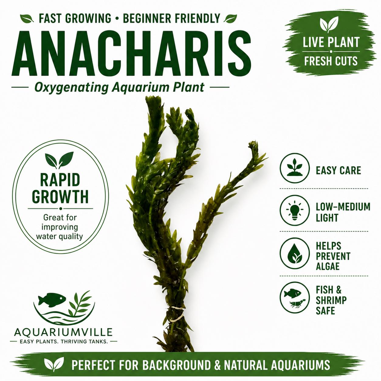 Live Aquarium Plant Bundle – Tiger Lotus Bulb, Dwarf Hairgrass, Anacharis & Floating Plants – Bestsellers Bundle