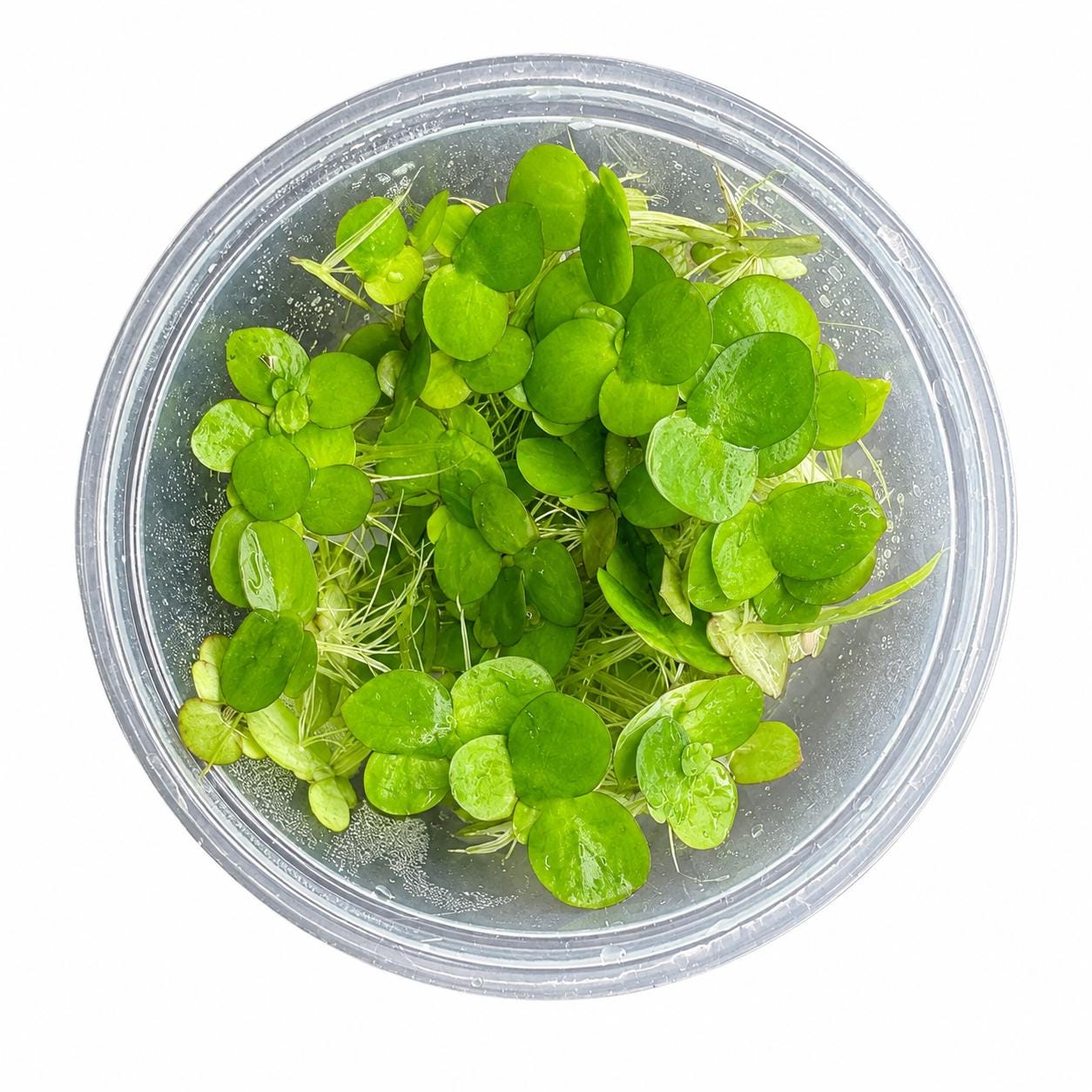 Giant Duckweed live floating aquarium plants packaged in a clear 4 oz deli cup, showing healthy green leaves and visible roots.