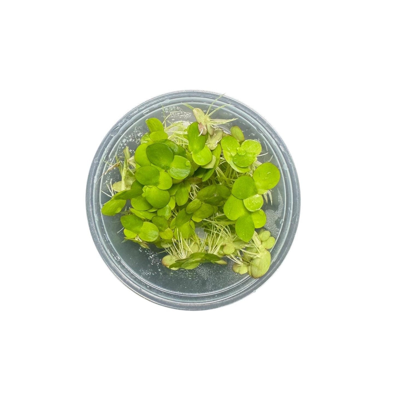 Giant Duckweed Live Aquarium Plants – Spirodela Polyrhiza Floating Plant, Easy Beginner Aquatic Plant for Fish & Shrimp Tanks