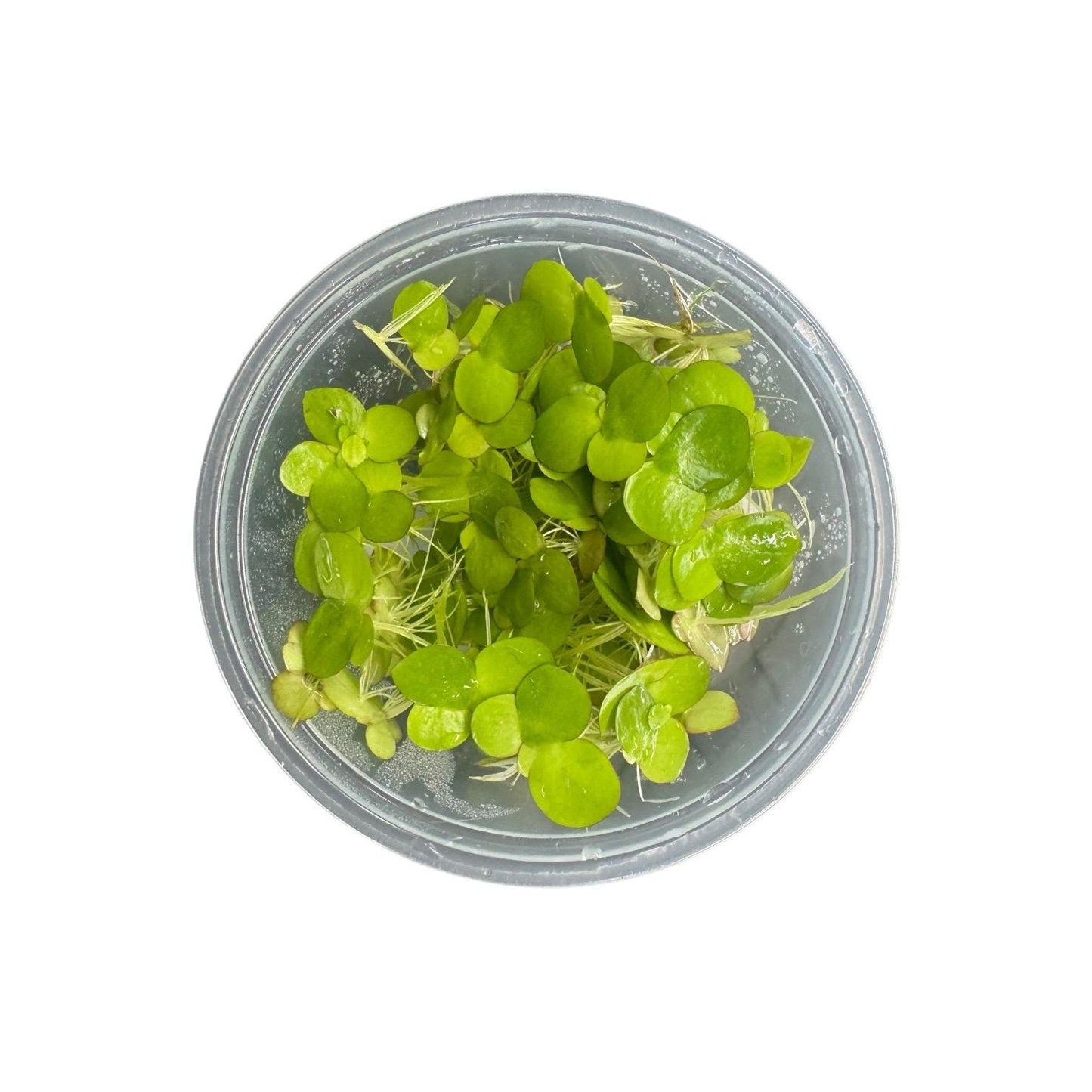 Giant Duckweed Live Aquarium Plants – Spirodela Polyrhiza Floating Plant, Easy Beginner Aquatic Plant for Fish & Shrimp Tanks