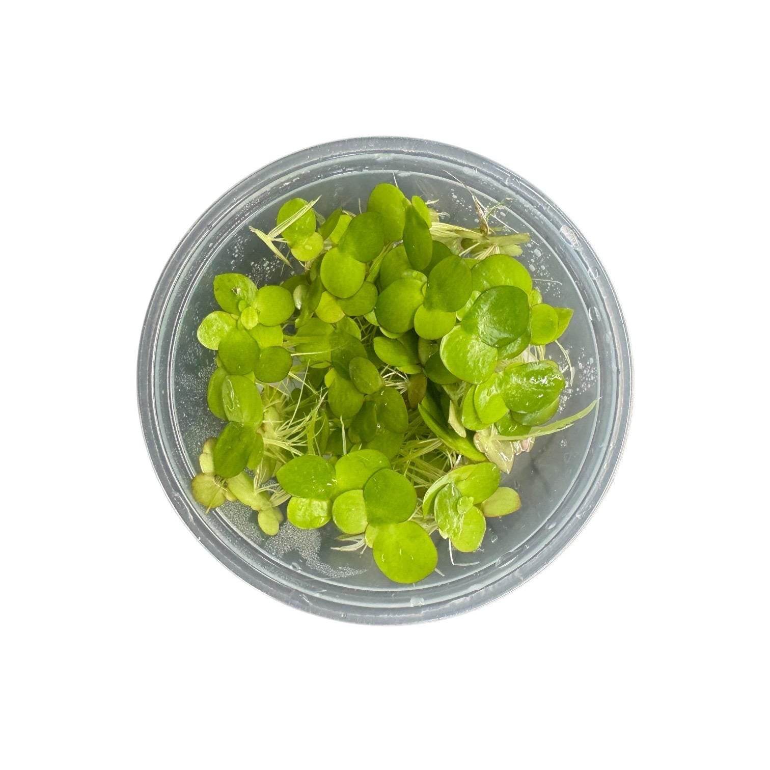 Giant Duckweed Live Aquarium Plants – Spirodela Polyrhiza Floating Plant, Easy Beginner Aquatic Plant for Fish & Shrimp Tanks