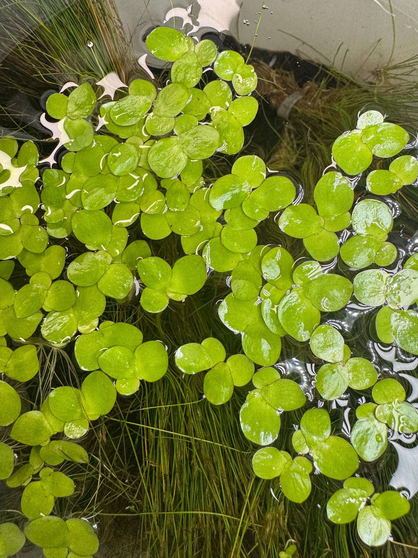 Giant Duckweed Live Aquarium Plants – Spirodela Polyrhiza Floating Plant, Easy Beginner Aquatic Plant for Fish & Shrimp Tanks