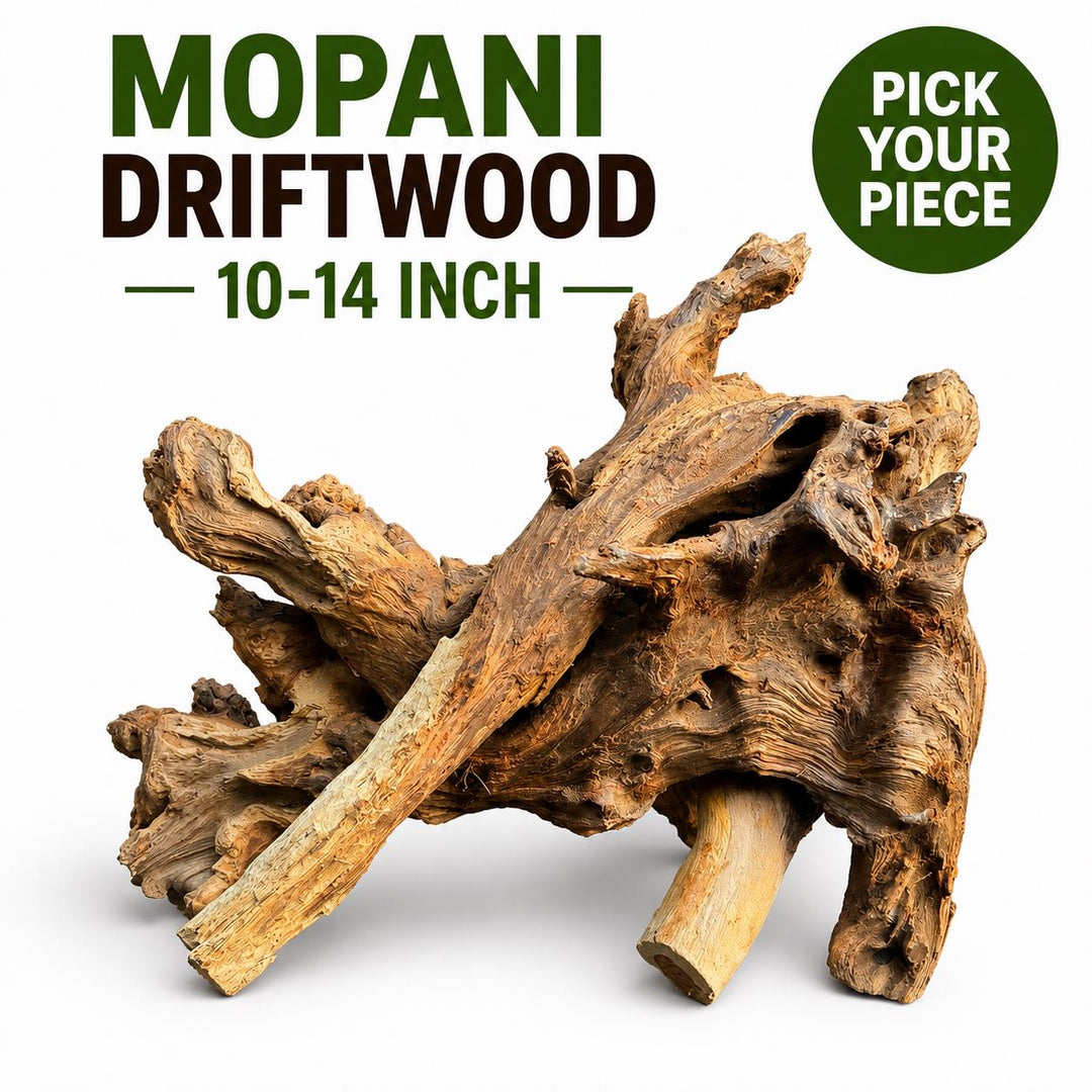 Mopani driftwood 10–14 inch natural aquarium and terrarium wood with unique branching shape, shown on a white background with Pick Your Piece option.