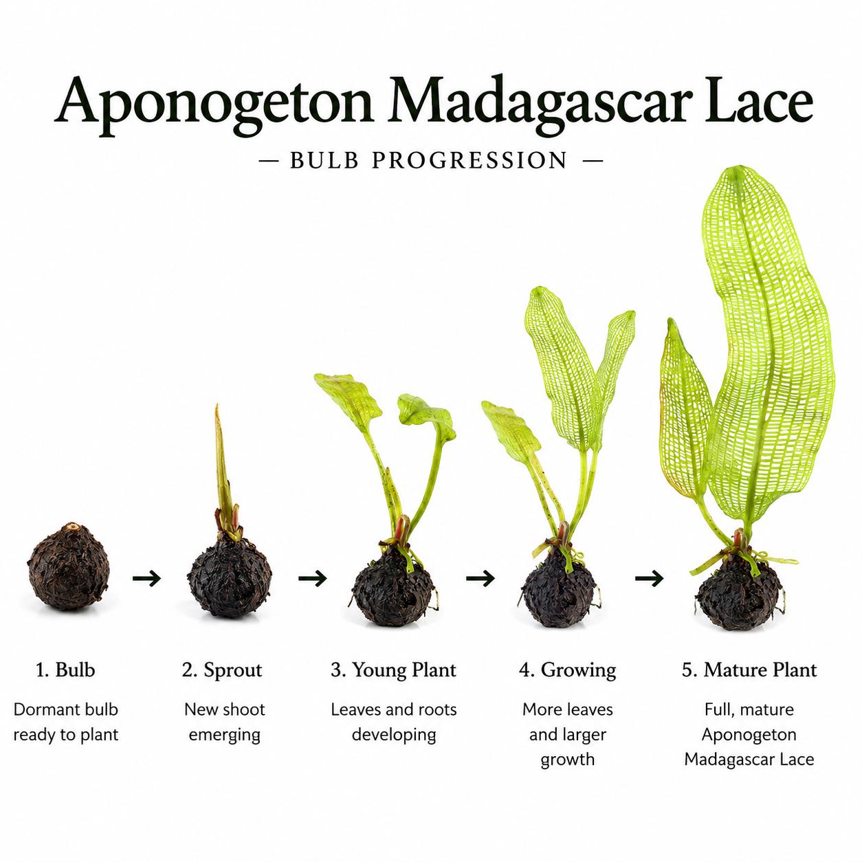 Madagascar Lace bulb growth progression showing stages from dormant bulb and sprout to a mature plant with distinctive lace-like leaves.