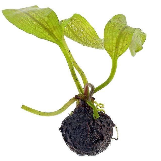 Madagascar Lace aquarium plant growing from a dark bulb with young green leaves and developing lace-like leaf structure.