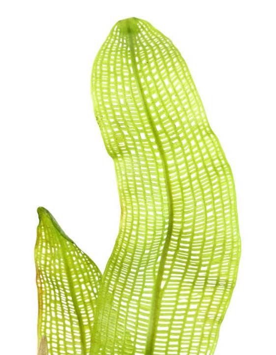 Close-up of Madagascar Lace plant leaf showing its delicate green lattice-like, perforated leaf structure.