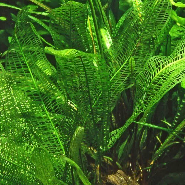 Mature Madagascar Lace plant growing underwater with large green lattice-like leaves in a planted freshwater aquarium.