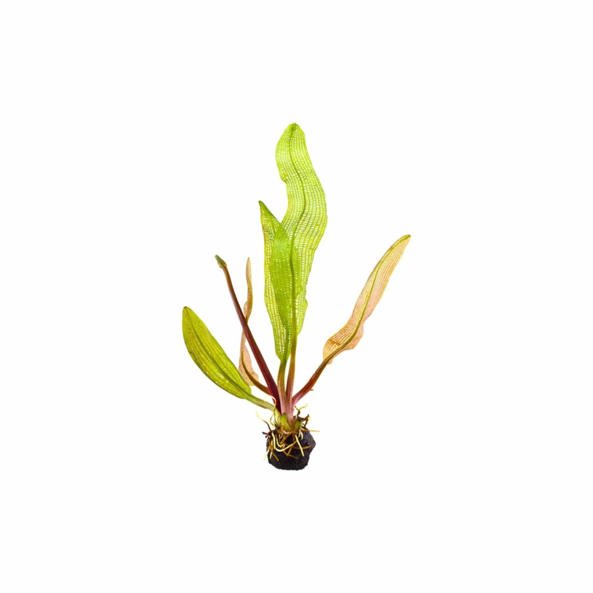 Madagascar Lace aquarium plant growing from a bulb with green and reddish leaves showing the distinctive lace-like leaf pattern.