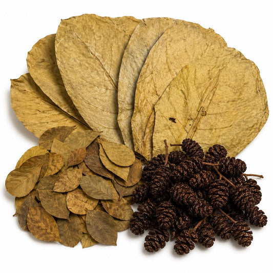 Alder Cones & Indian Almond Leaves Bundle – Natural Aquarium Botanicals for Shrimp, Betta & Blackwater Tanks
