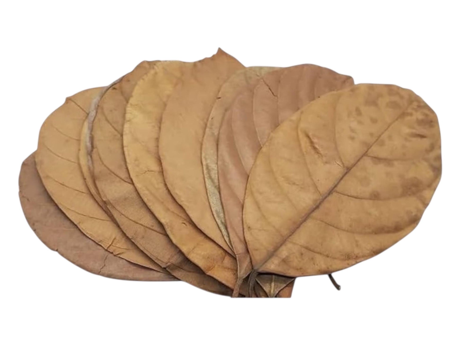 Alder Cones & Indian Almond Leaves Bundle – Natural Aquarium Botanicals for Shrimp, Betta and Blackwater Tanks