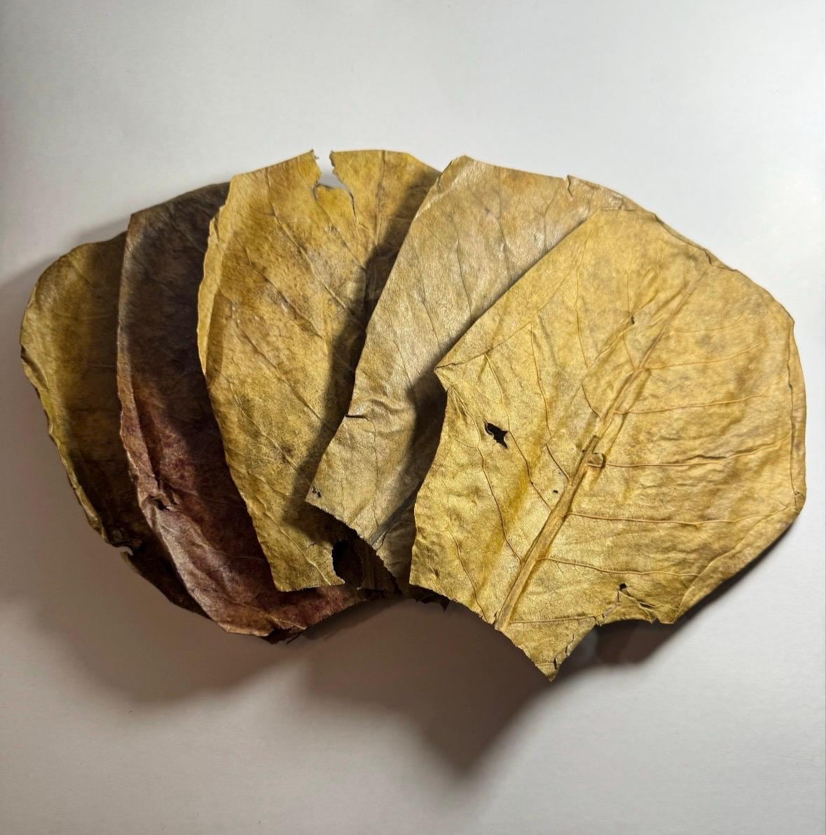 Alder Cones & Indian Almond Leaves Bundle – Natural Aquarium Botanicals for Shrimp, Betta and Blackwater Tanks