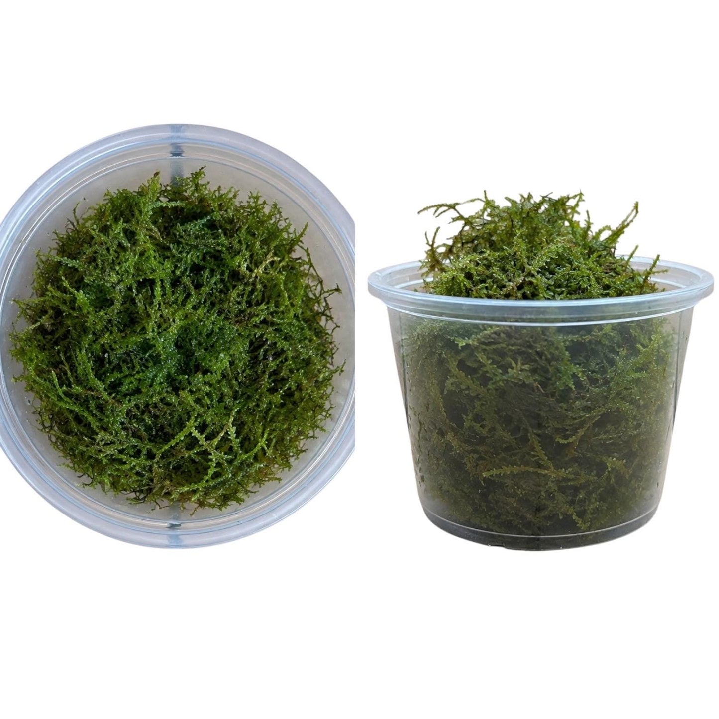 Two views of a generous portion of live Christmas moss in a clear 4 oz cup, shown from above and from the side.