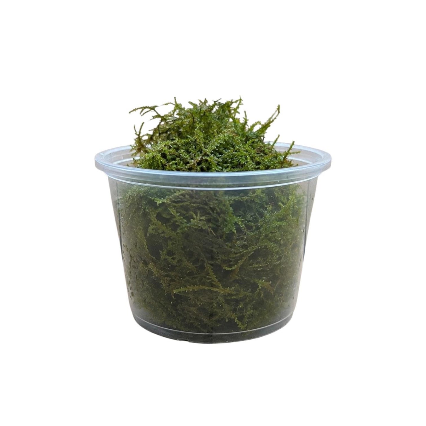 Side view of live Christmas moss packed in a clear 4 oz portion cup on a white background