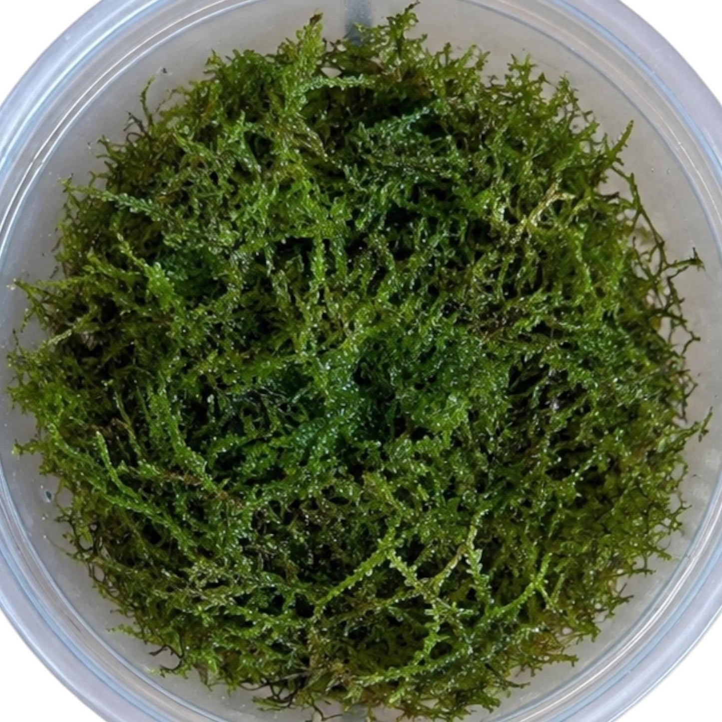 Top-down view of a generous portion of live Christmas moss in a clear 4 oz cup, showing dense green branching growth.