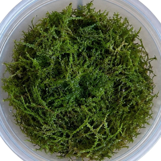 Top-down view of a generous portion of live Christmas moss in a clear 4 oz cup, showing dense green branching growth.