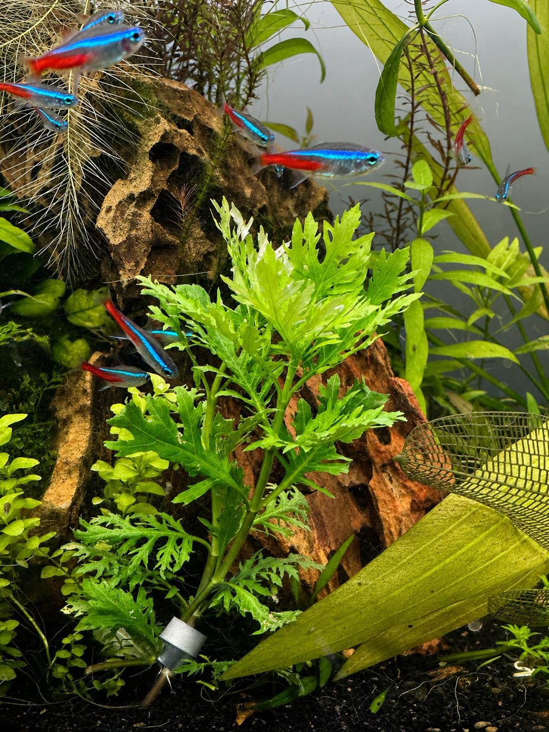 Live Water Wisteria growing in a planted freshwater aquarium with vibrant green foliage, natural hardscape, and neon tetras swimming nearby.