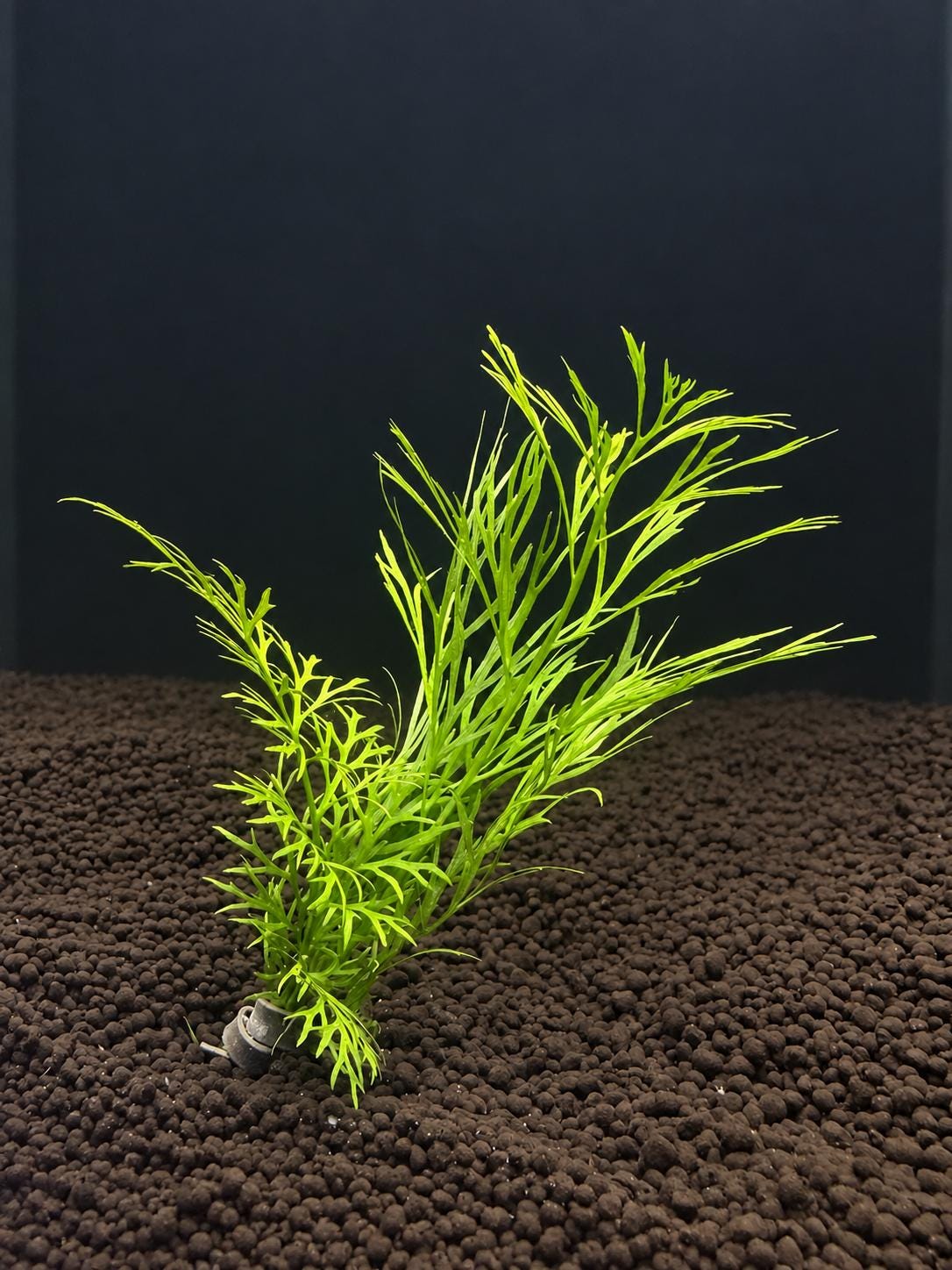 Live Lace Leaf Water Fern Aquarium Plant – Ceratopteris Siliquosa – Easy Freshwater Plant for Betta, Shrimp & Planted Tanks