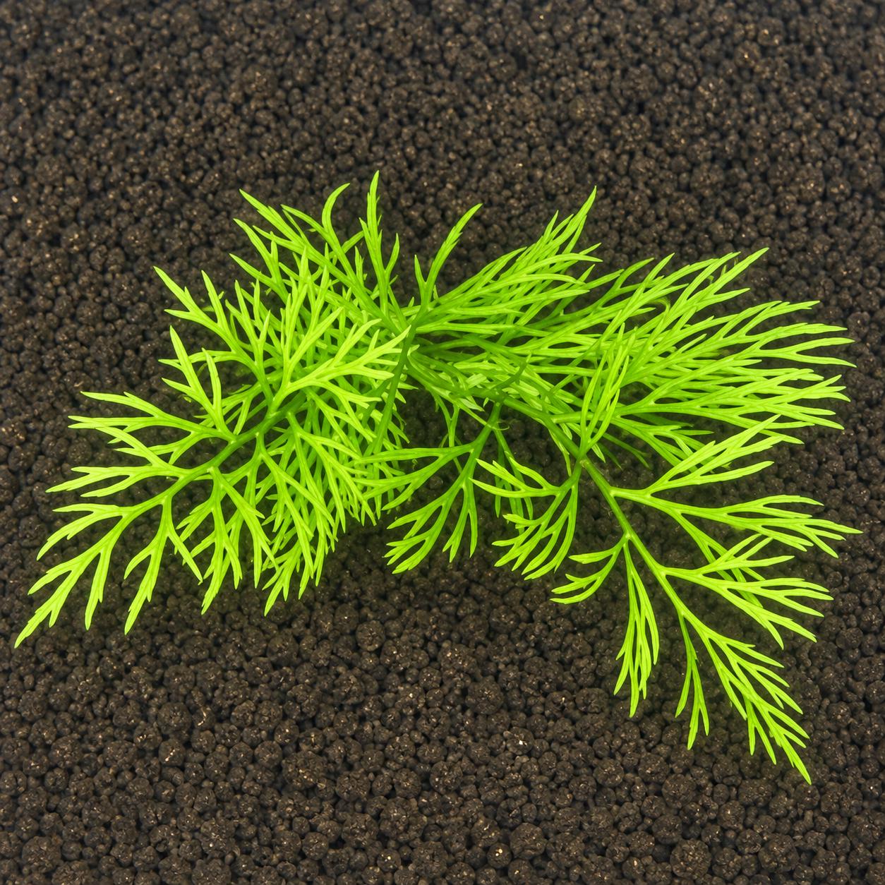 Live Lace Leaf Water Fern Aquarium Plant – Ceratopteris Siliquosa – Easy Freshwater Plant for Betta, Shrimp & Planted Tanks