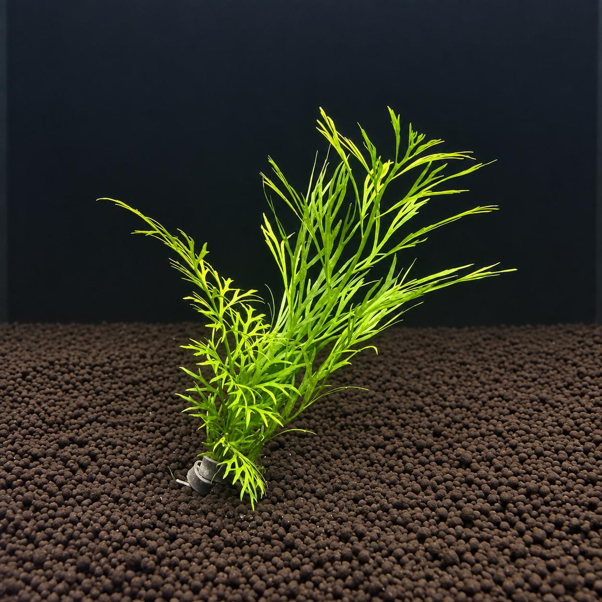 Live Lace Leaf Water Fern Aquarium Plant – Ceratopteris Siliquosa – Easy Freshwater Plant for Betta, Shrimp & Planted Tanks