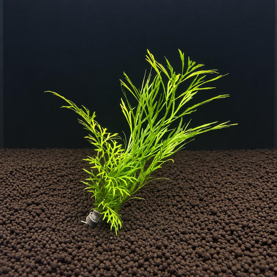 Live Lace Leaf Water Fern Aquarium Plant – Ceratopteris Siliquosa – Easy Freshwater Plant for Betta, Shrimp &amp; Planted Tanks