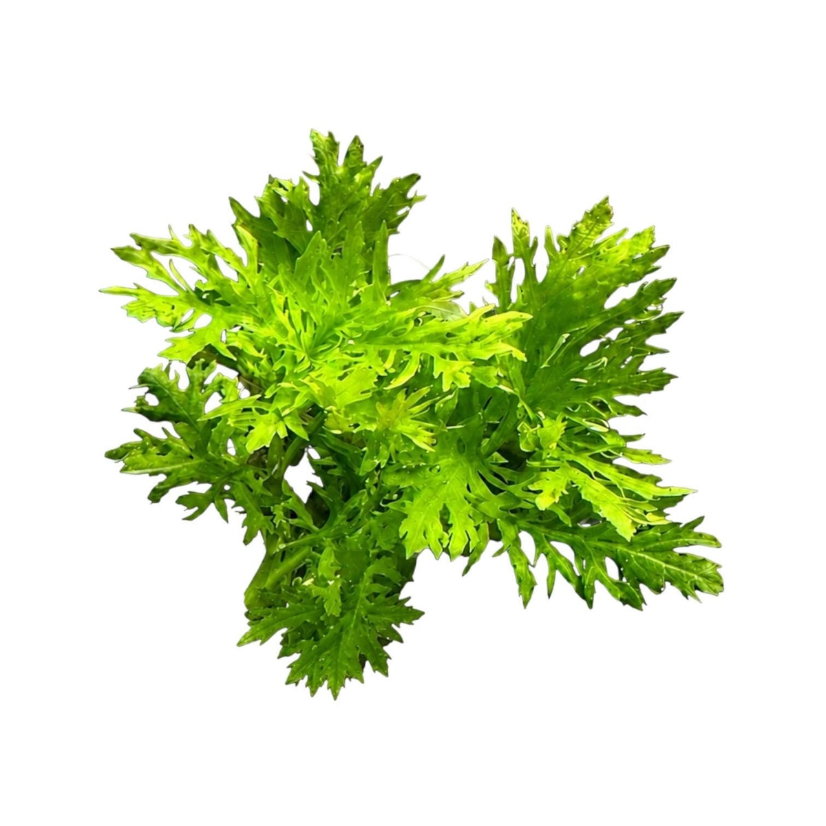 Live Water Wisteria aquarium plant with lush, bright green deeply divided leaves isolated on a clean white background.