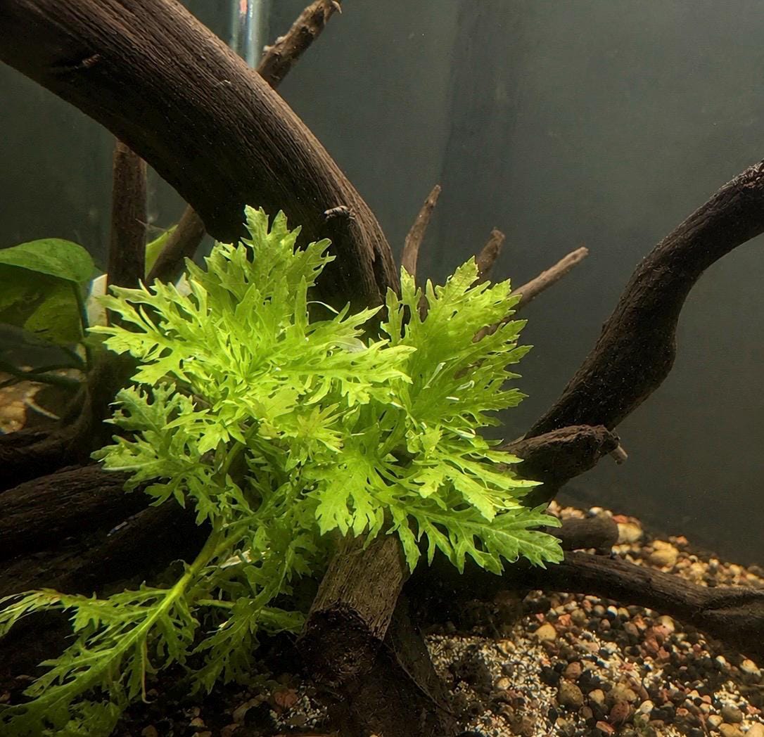 Water Wisteria Aquarium Plant Bundle – Live Freshwater Stem Plant, Fast Growing, Easy Beginner Plant for Betta, Shrimp & Nano Tanks