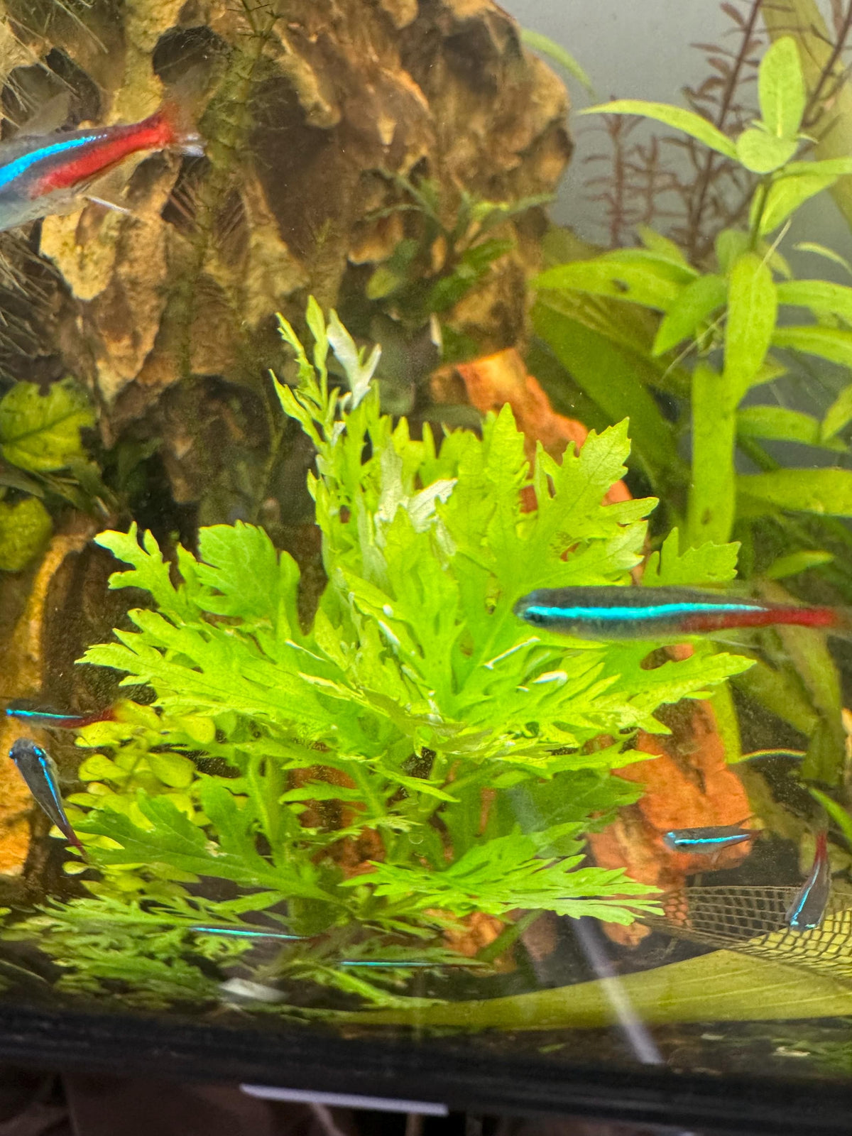 Water Wisteria Aquarium Plant Bundle – Live Freshwater Stem Plant, Fast Growing, Easy Beginner Plant for Betta, Shrimp & Nano Tanks