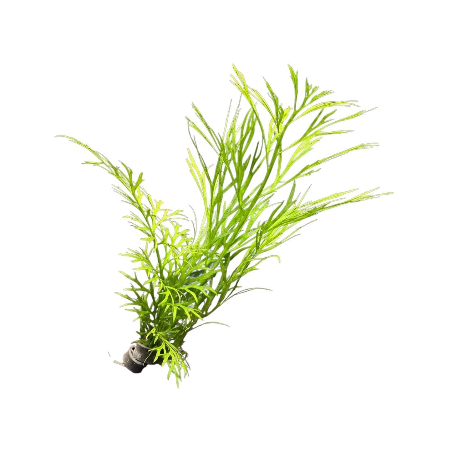 Live Lace Leaf Water Fern Aquarium Plant – Ceratopteris Siliquosa – Easy Freshwater Plant for Betta, Shrimp & Planted Tanks