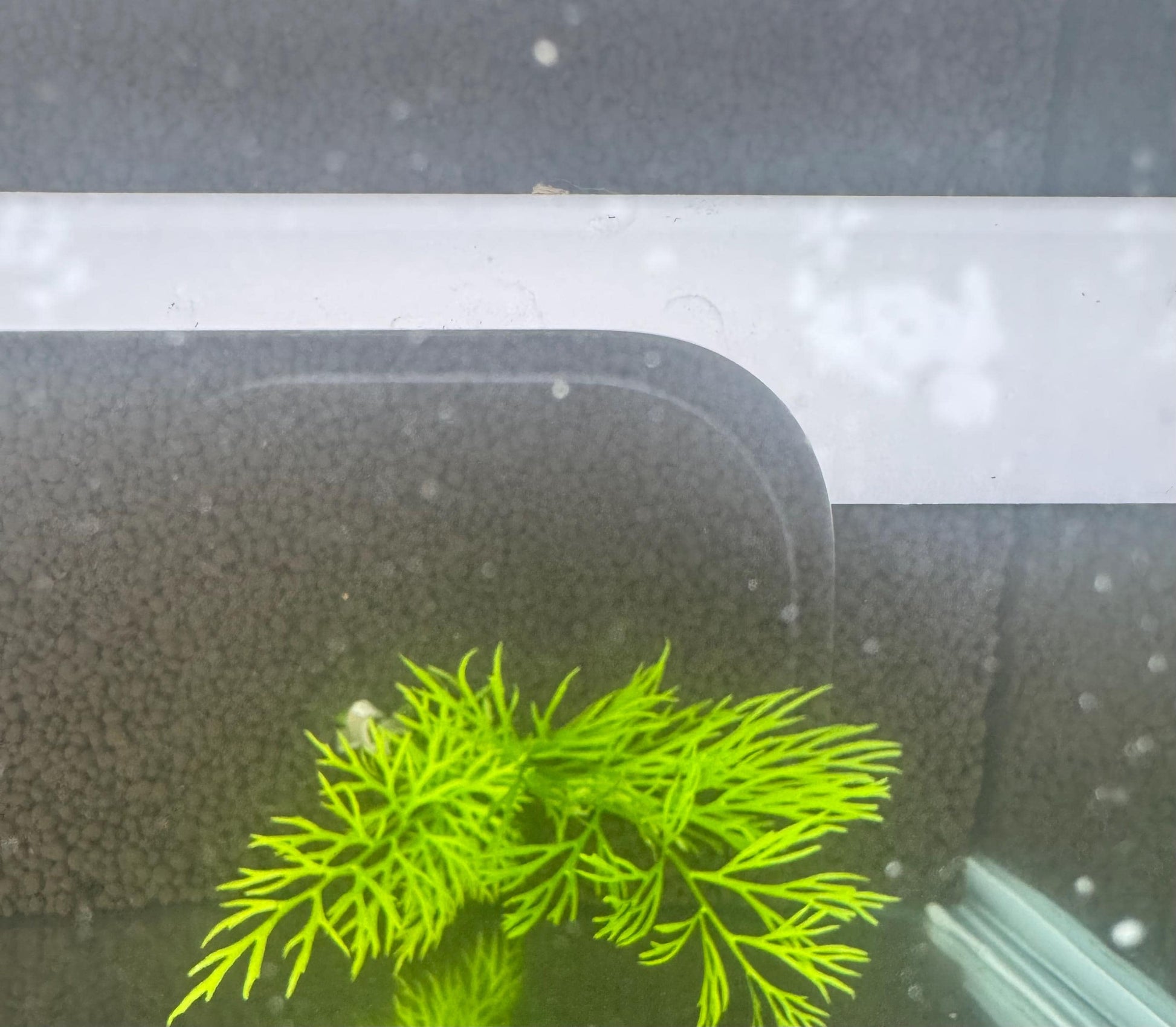 Live Lace Leaf Water Fern Aquarium Plant – Ceratopteris Siliquosa – Easy Freshwater Plant for Betta, Shrimp & Planted Tanks