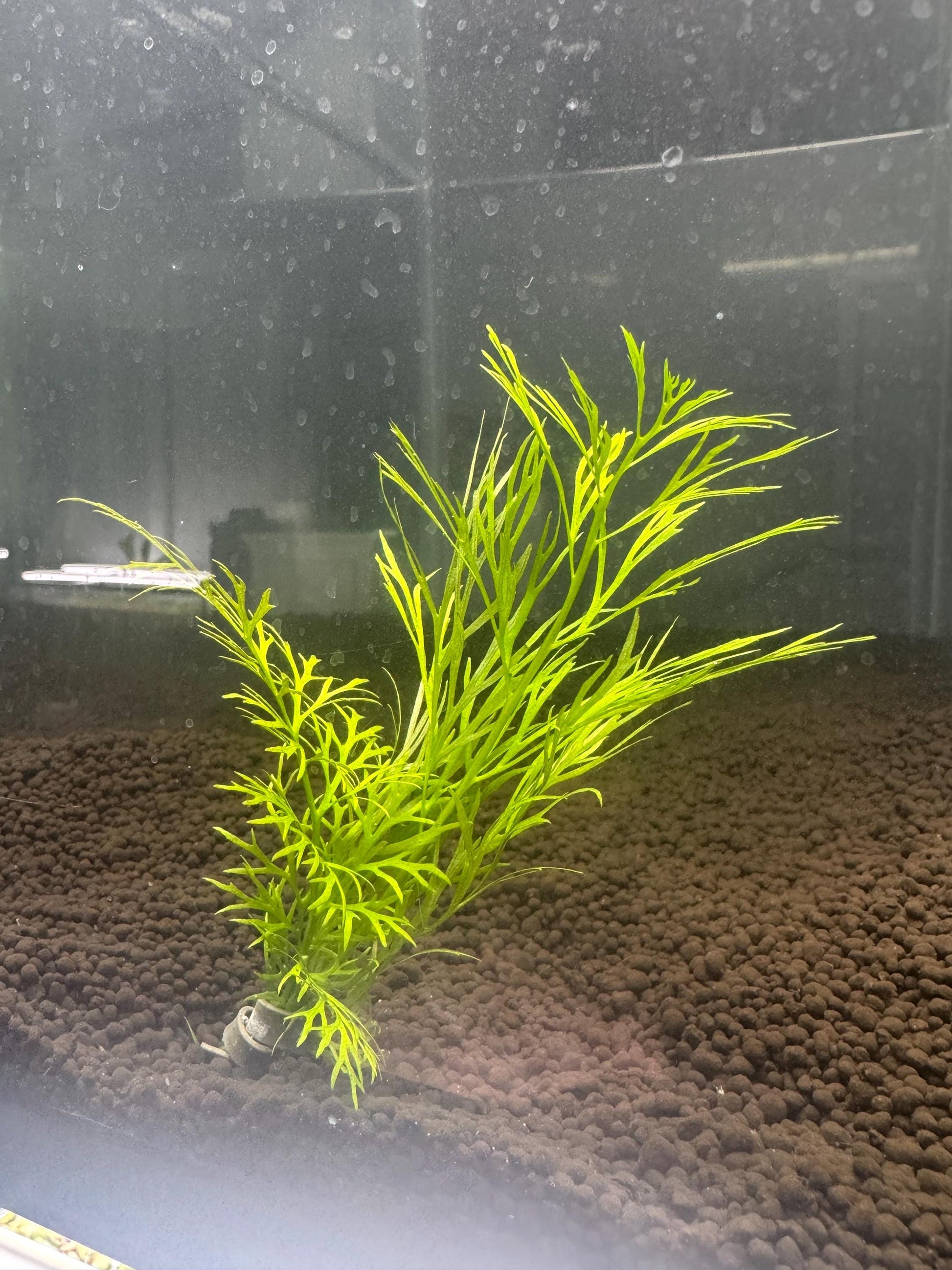 Live Lace Leaf Water Fern Aquarium Plant – Ceratopteris Siliquosa – Easy Freshwater Plant for Betta, Shrimp & Planted Tanks