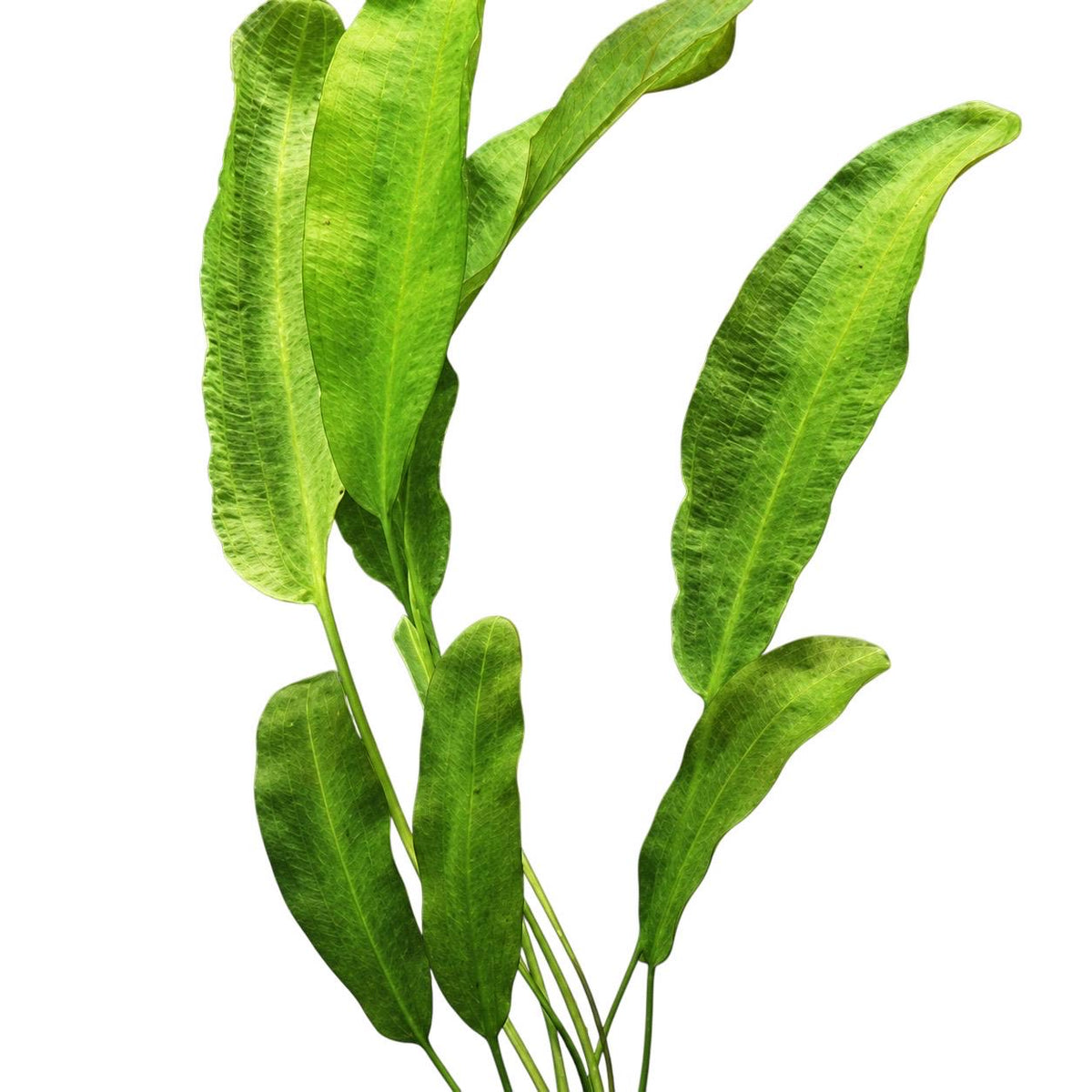 Close-up of Aponogeton natans showing broad green leaves, natural texture, and slender stems.