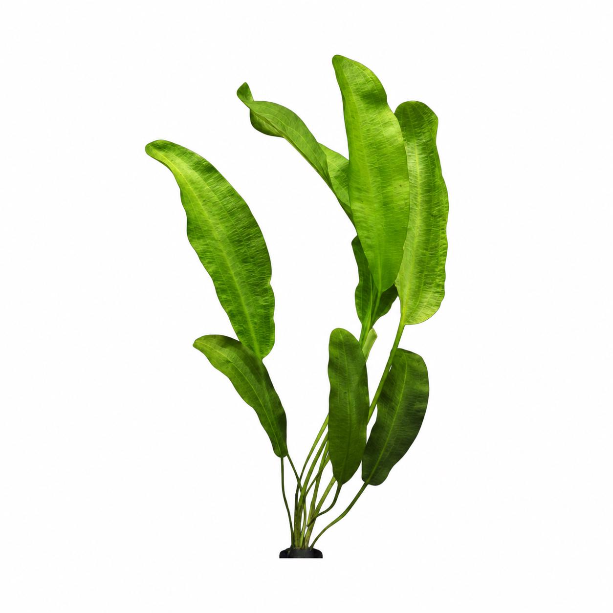 Live Aponogeton natans aquarium plant with long, wavy green leaves shown on a white background.