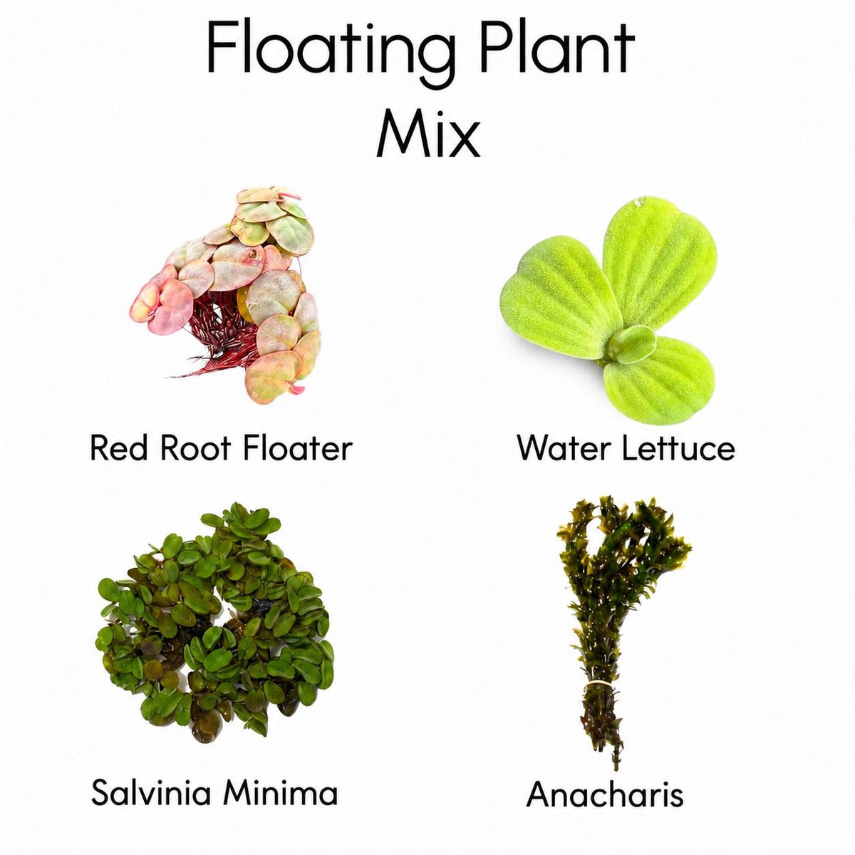 Floating plant mix featuring red root floaters, water lettuce, Salvinia minima, and anacharis.