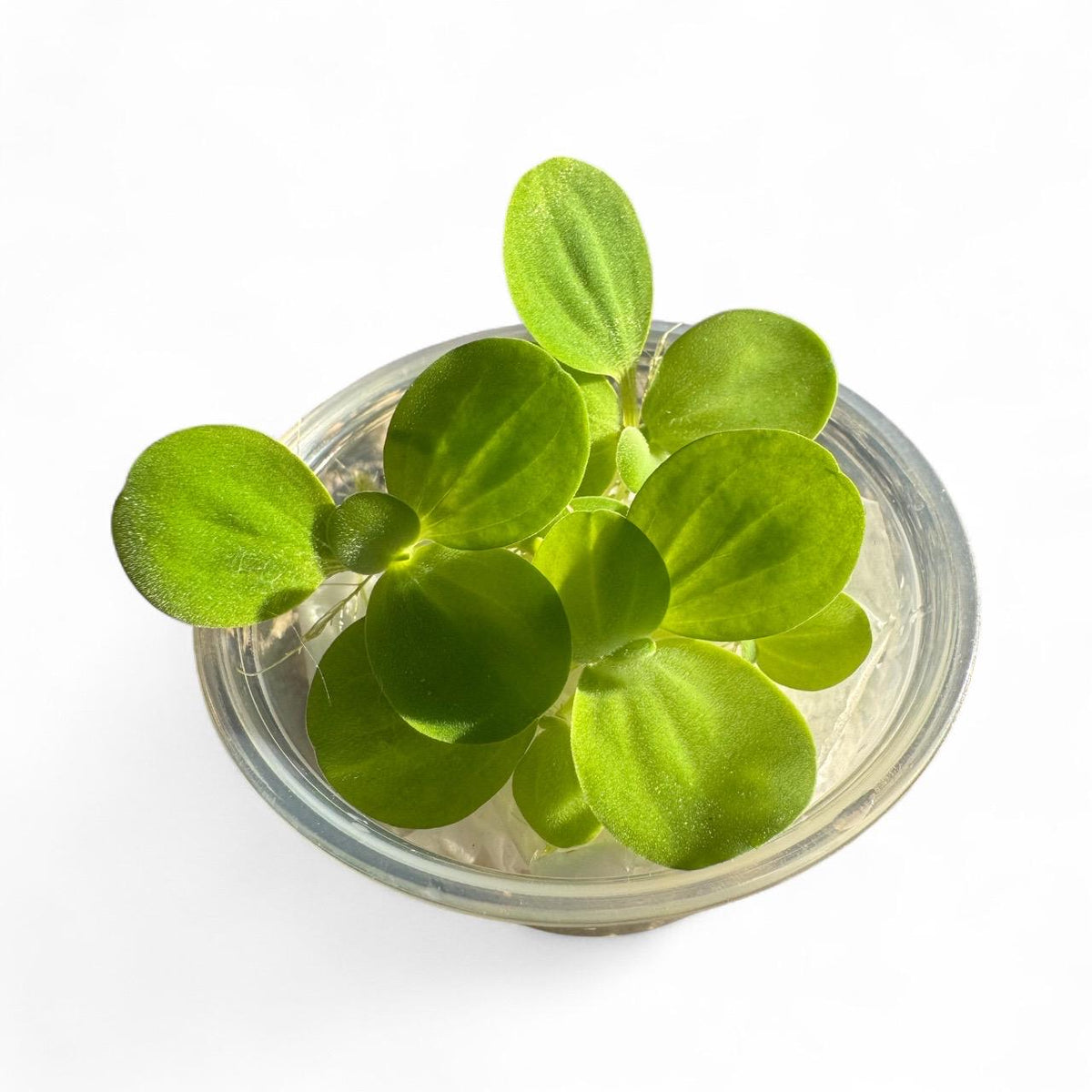 Live Floating Aquarium Plant Mix – Red Root Floaters, Water Lettuce, Salvinia Minima & Anacharis – Freshwater Plants