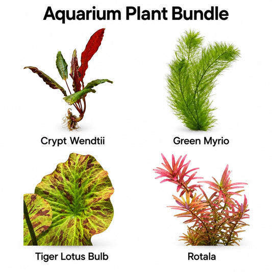 Live Aquarium Plant Bundle – Crypt Wendtii, Green Myrio, Tiger Lotus Bulb & Rotala – Easy Freshwater Plants
