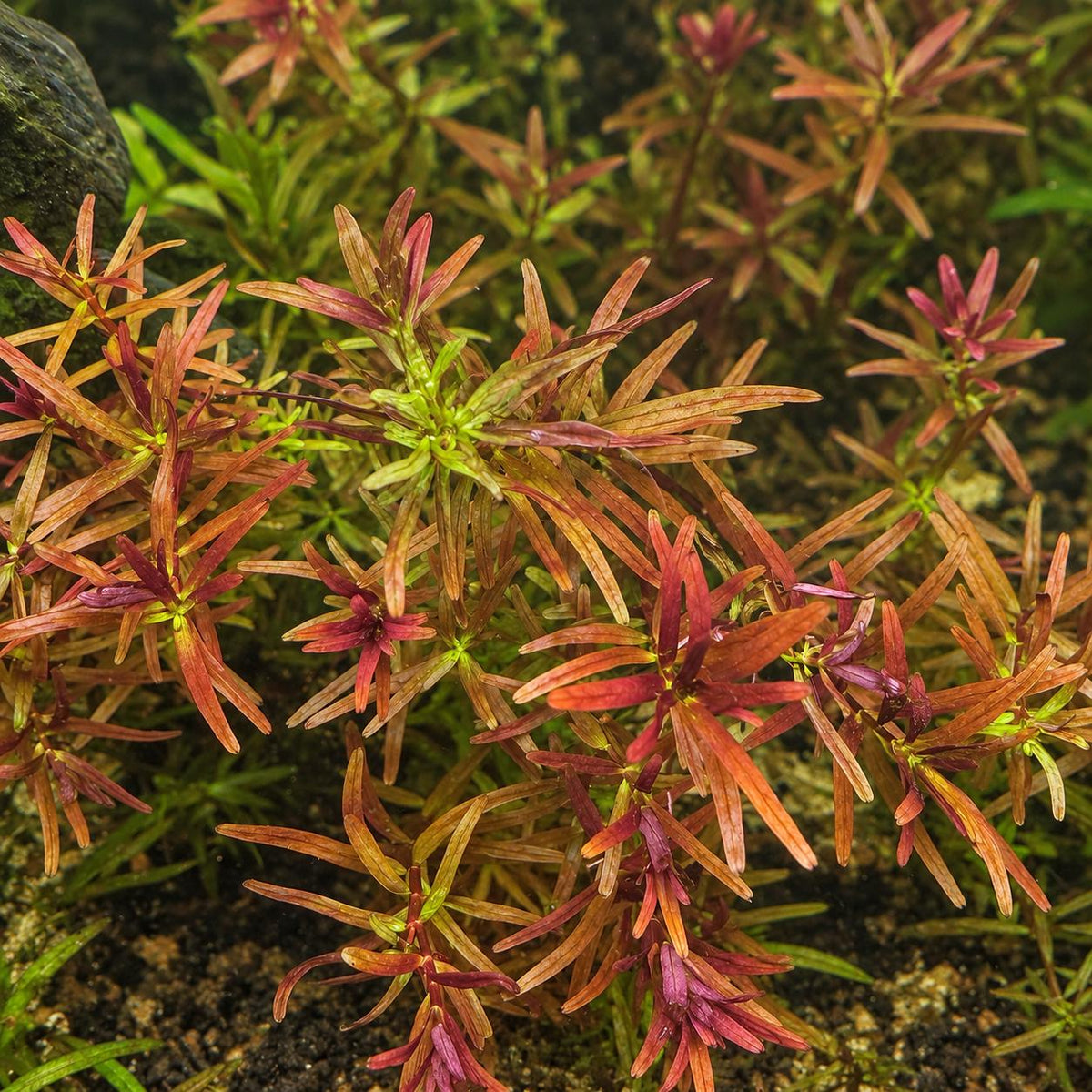 Live Aquarium Plant Bundle – Crypt Wendtii, Green Myrio, Tiger Lotus Bulb & Rotala – Easy Freshwater Plants