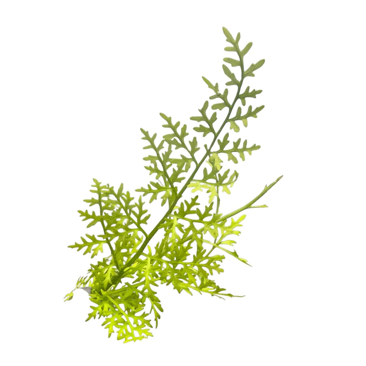 Indian Fern Water Sprite Live Aquarium Plant – Ceratopteris Thalictroides – Easy Freshwater Plant