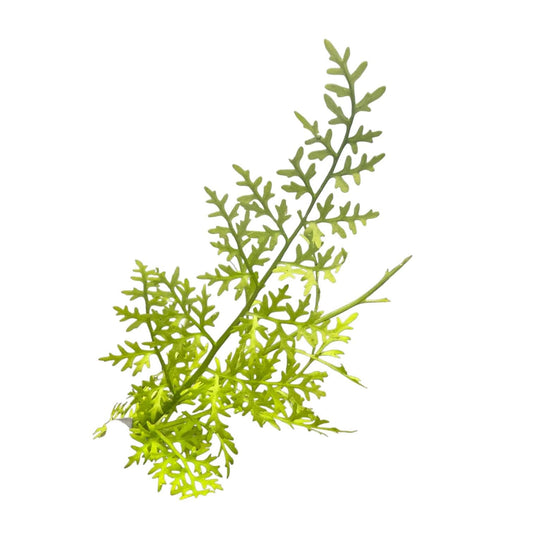 Indian Fern Water Sprite Live Aquarium Plant – Ceratopteris Thalictroides – Easy Freshwater Plant