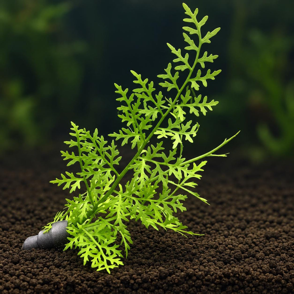 Indian Fern Water Sprite Live Aquarium Plant – Ceratopteris Thalictroides – Easy Freshwater Plant
