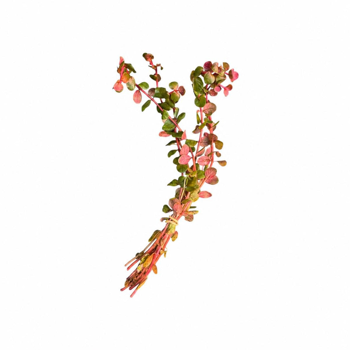 Bundle of Rotala Blood Red live aquarium plant stems with green, pink and red leaves on a white background.