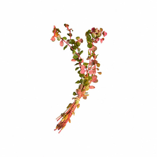 Bundle of Rotala Blood Red live aquarium plant stems with green, pink and red leaves on a white background.